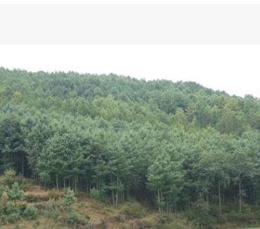 大量供应白皮松 3.5米 4米 5米白皮松图2