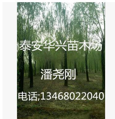 基地出售 20公分、25公分、15公分垂柳 垂柳价格图3