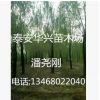 基地供应20公分、25公分、15公分垂柳