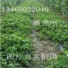 基地直销地径0.8公分草莓苗 奶油草莓苗地栽苗