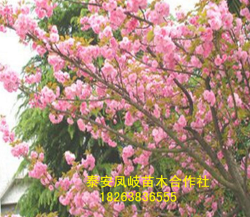 批发园林绿化树5公分6公分樱花树2年生樱花树价格 山东樱花树图2