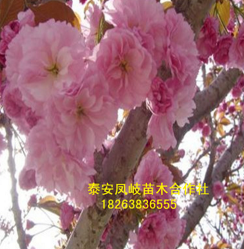基地批发樱花树 樱花树 规格齐全 信誉好 樱花批发