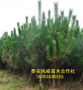 面向全国出售黑松树 批发零售优质黑松 量大从优黑松树来电咨询图2