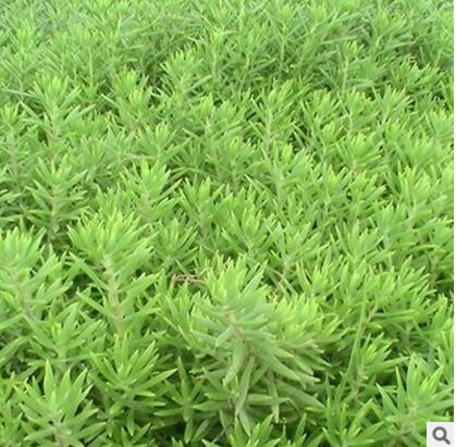 大量批发佛甲草又名万年草、佛指甲、半支连庭院绿化观赏不含盆图2