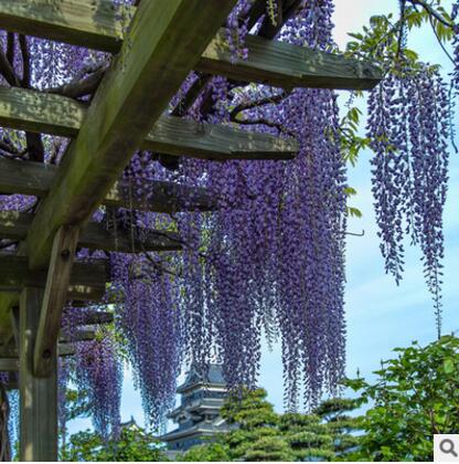 基地直销优质 紫藤苗 庭院 花园 园林工程专用紫藤花 绿化苗木图2