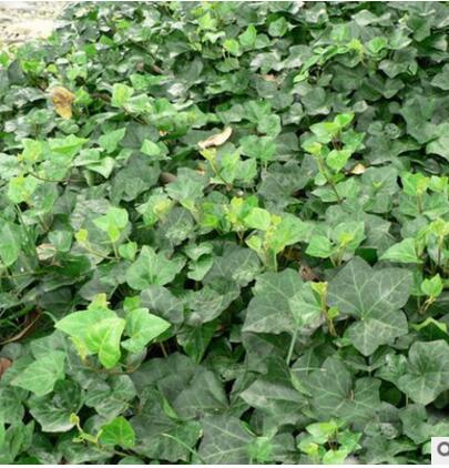 基地直销 优质藤本植物 常青藤苗 常春藤苗 常绿植物图2