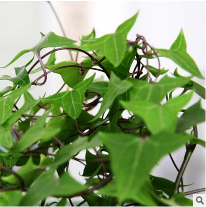 基地直销 优质藤本植物 常青藤苗 常春藤苗 常绿植物图3