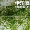 批发水生植物 伊乐藻 沉水植物 水体绿化