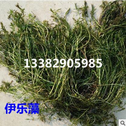 批发水生植物 伊乐藻 沉水植物 水体绿化图2