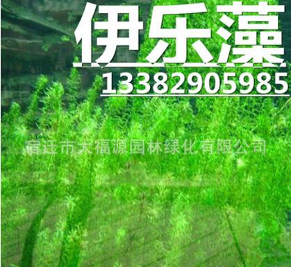 批发水生植物 伊乐藻 沉水植物 水体绿化图3
