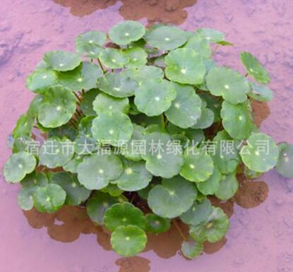 大量批发绿色水培植物 水生植物 铜钱草香菇草 盆栽 水体绿化图2