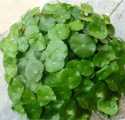 大量批发绿色水培植物 水生植物 铜钱草香菇草 盆栽 水体绿化图3