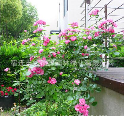 大量批发品种月季 安吉拉月季花月季批发藤本月季欧月精品月季图2