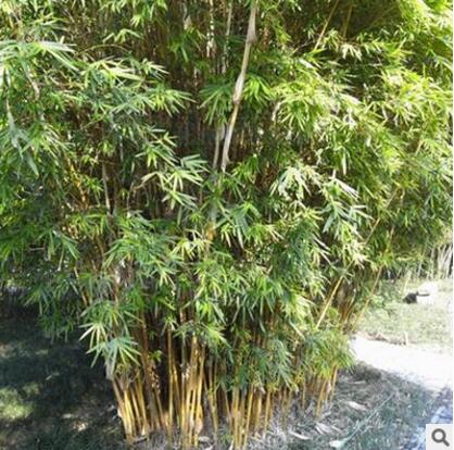 批发竹子苗小琴丝竹庭院绿化观赏工程绿化园林绿篱图2