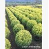福建黄金宝树价格 福建黄金宝树批发 福建黄金宝树种植基地