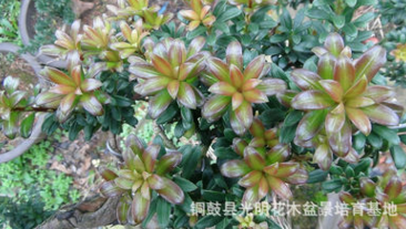 红芽珍珠罗汉松苗,红芽珍珠罗汉松实生苗,红芽珍珠罗汉松原生苗图2