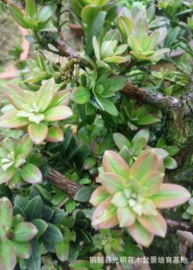 红芽珍珠罗汉松苗，红芽珍珠罗汉松实生苗，红芽珍珠罗汉松原生苗图3