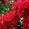 四川省火红紫薇苗，火赤薇苗，花色红艳的观花品种紫薇苗