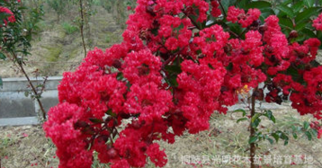 四川省火红紫薇苗,火赤薇苗,花色红艳的观花品种紫薇苗图2