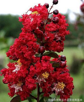 四川省火红紫薇苗，火赤薇苗，花色红艳的观花品种紫薇苗图3