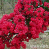 安徽省火红紫薇苗，火赤薇苗，花色红艳的观花品种紫薇苗