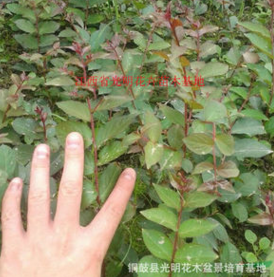 安徽省火红紫薇苗,火赤薇苗,花色红艳的观花品种紫薇苗图2