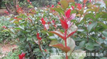 安徽省火红紫薇苗，火赤薇苗，花色红艳的观花品种紫薇苗图3