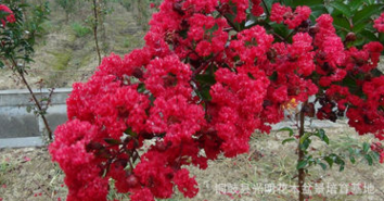 天津市火红紫薇苗,火赤薇苗,花色红艳的观花品种紫薇苗图2