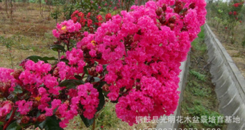 天津市火红紫薇苗，火赤薇苗，花色红艳的观花品种紫薇苗图3