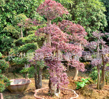 红花继木桩_红花继木盆景_28-30-32的红花继木古桩批发价图2