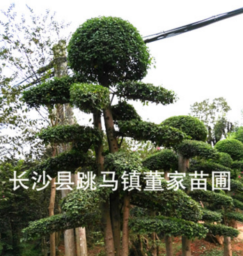 小叶女贞造型树+景观树+风景树10-15公分小叶女贞桩价格批发图2