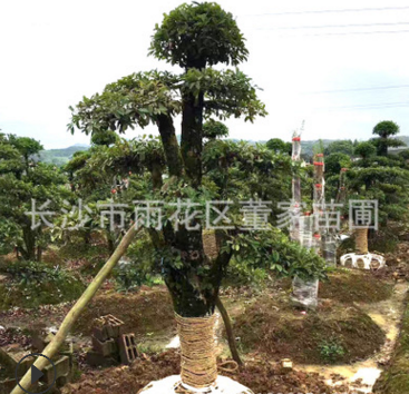 苗圃批发20-22-25公分的椤木石楠树 造型树树形美观价格实惠图2