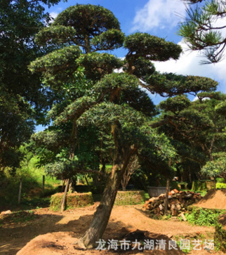 园艺场直供 台湾造型罗汉松 露天别墅景观树 园林绿化盆景图2