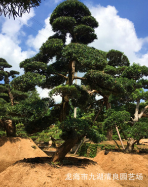批发绿化造型罗汉松 庭院绿化景观树 盆景 园艺场直供图2