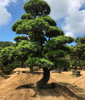 园艺场直供 台湾南崵罗汉松 盆景 绿化植物 露天别墅罗汉松 苗木