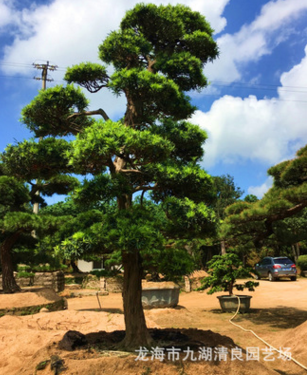 园艺场直供 台湾南崵罗汉松 盆景 绿化植物 露天别墅罗汉松 苗木图2