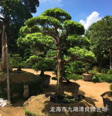 批发多种造型台湾南崵罗汉松 庭院绿化观赏树木 园艺厂直供图2