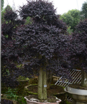 供应20-25公分的 湖南造型红花檵木 红花檵木桩景 自然红花檵木图2