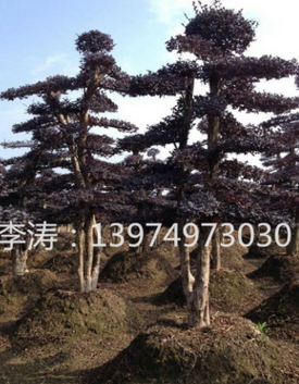 造型红花继木价格 看树论价 专车发送 绿化苗木红花继木嫁接技术图2