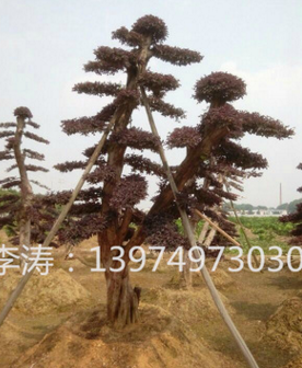 造型红花继木价格哪里低 湖南苗木基地 各种造型树苗规格图2