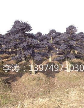 红花继木盆景 优质造型红花桩景类植物 湖南苗木基地直销图2