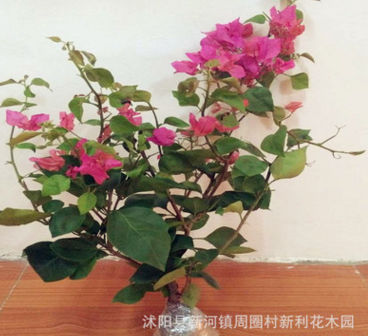 三角梅盆栽花卉 四年三角梅花大苗 植物三角梅花苗 包邮图2