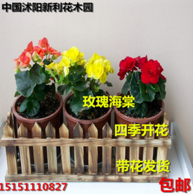 花卉盆栽 四季开花 玫瑰海棠盆栽 重瓣玫瑰海棠花苗 带花发货图2