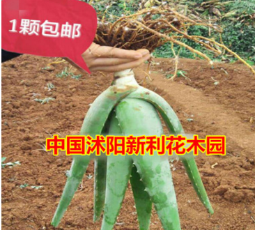 库拉索芦荟 可食用 可直接美容的芦荟 不夜城芦荟盆栽 绿植盆栽图2