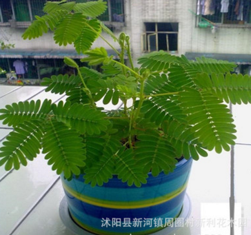 盆栽花卉 含羞草盆栽 含羞草苗子 一碰就害羞图2