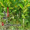 果树苗果苗嫁接苗当年结果四季香水柠檬 香水柠檬苗植物可盆栽