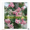 正品欧月 爬藤月季花苗藤小伊甸园 藤本月季 玫瑰月季 蔷薇花苗