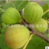 金傲芬无花果苗 直销 果树苗 无花果树苗 无花果小苗 当年结果