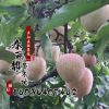 苗圃批发果树苗苹果苗 苹果树苗 盆栽地栽庭院 南方 北方种植