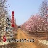 绿化苗木基地 直供工程绿化苗紫白玉兰 花卉苗木 种类齐全